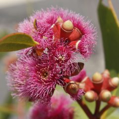 Eucalyptus landsdowneana